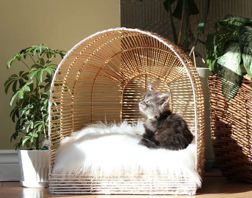 Aurora Maine Coons - Alberta pet otel