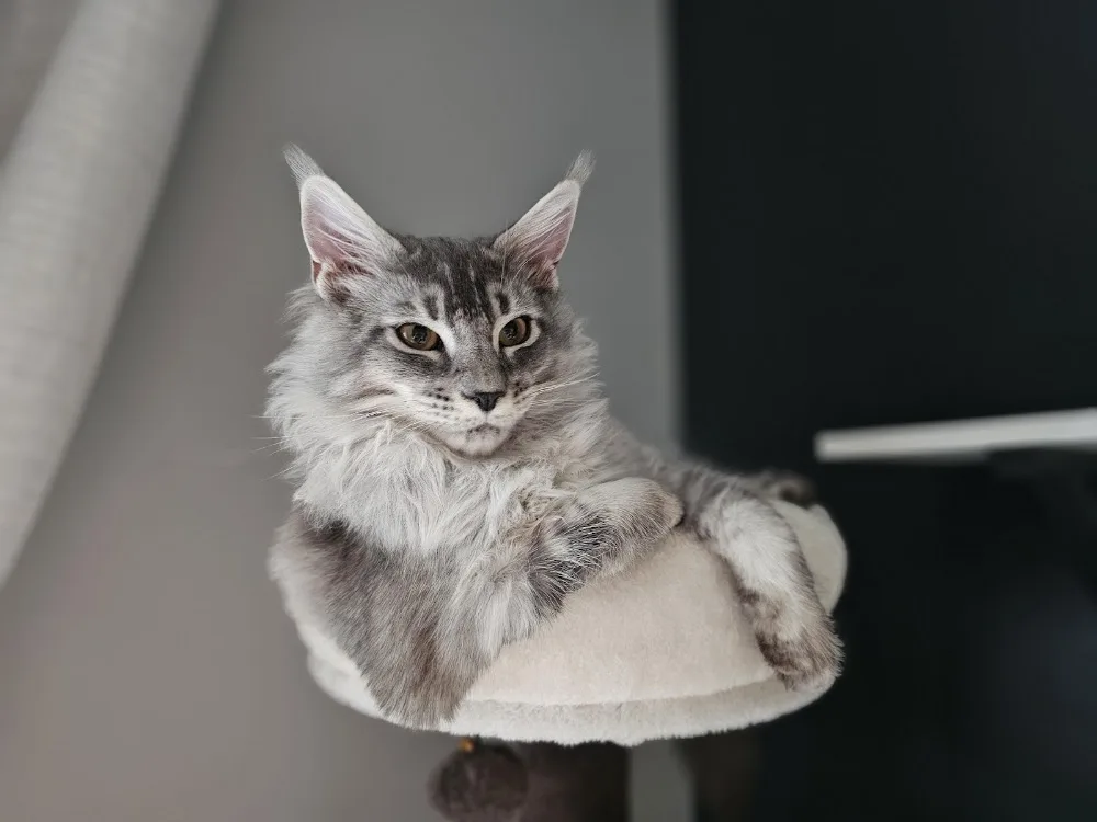 Aurora Maine Coons - Alberta pet otel görseli 3