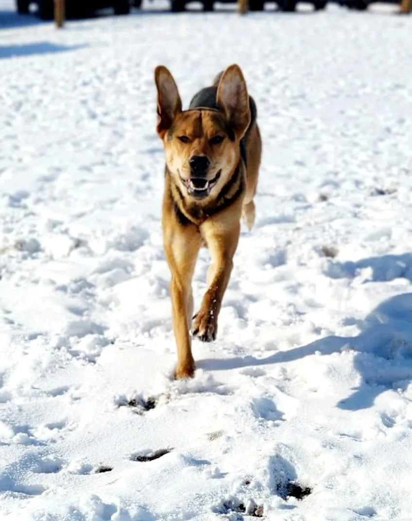 Barks and Recreation Kennel - Alberta pet otel görseli 3
