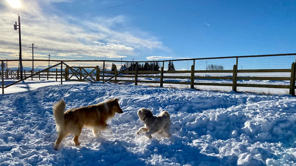 Bearspaw Pet Ranch - Alberta pet otel