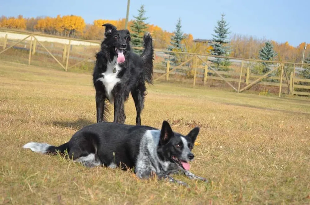 Bearspaw Pet Ranch - Alberta pet otel görseli 3
