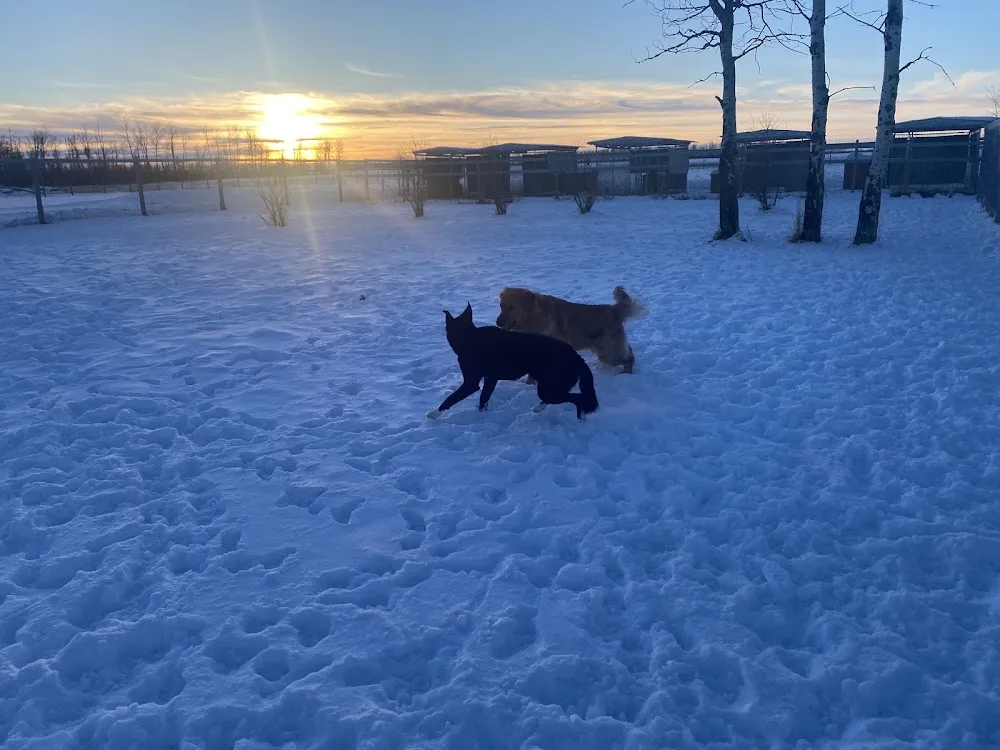 Big Rock Boarding Kennels - Alberta pet otel görseli 10