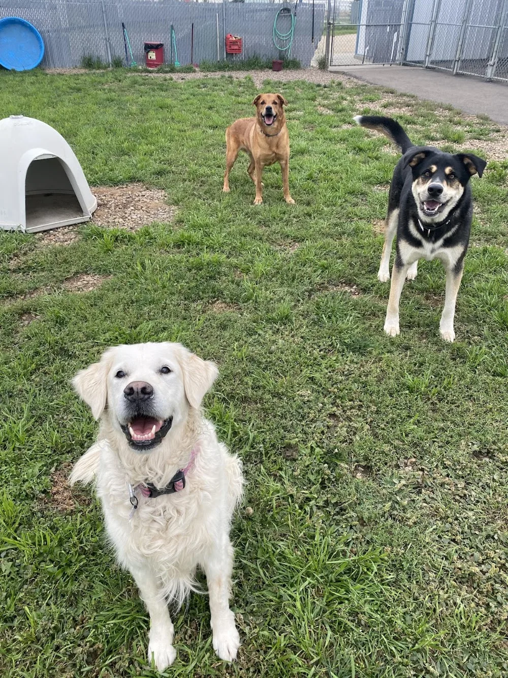 BlackPaws Pet Resort & RV Storage - Alberta pet otel