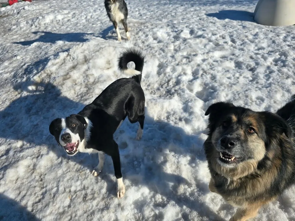 BlackPaws Pet Resort & RV Storage - Alberta pet otel görseli 3