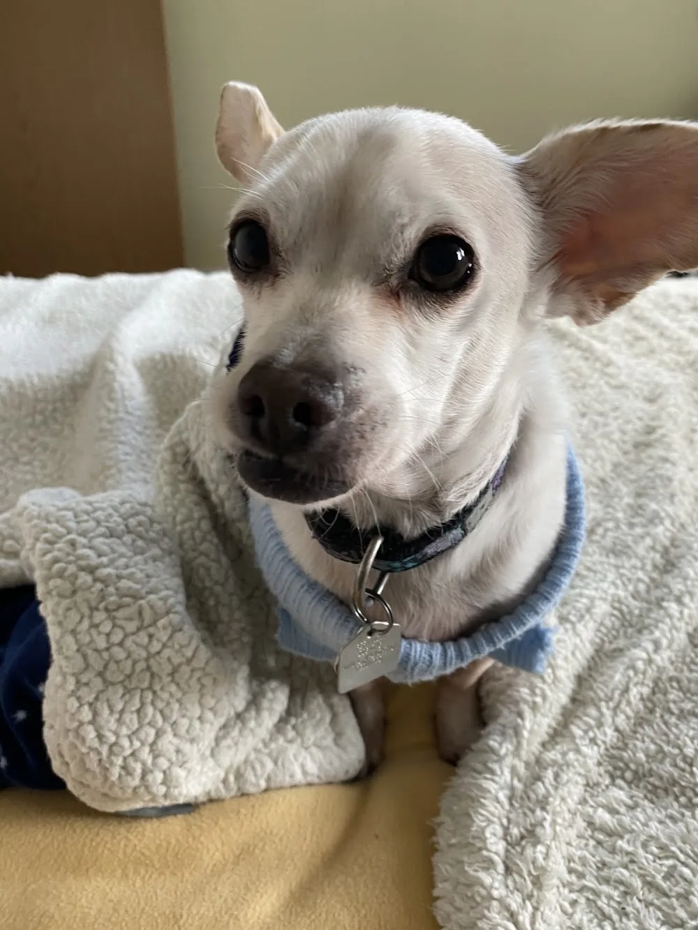 Blue Ribbon Kennels - Alberta pet otel