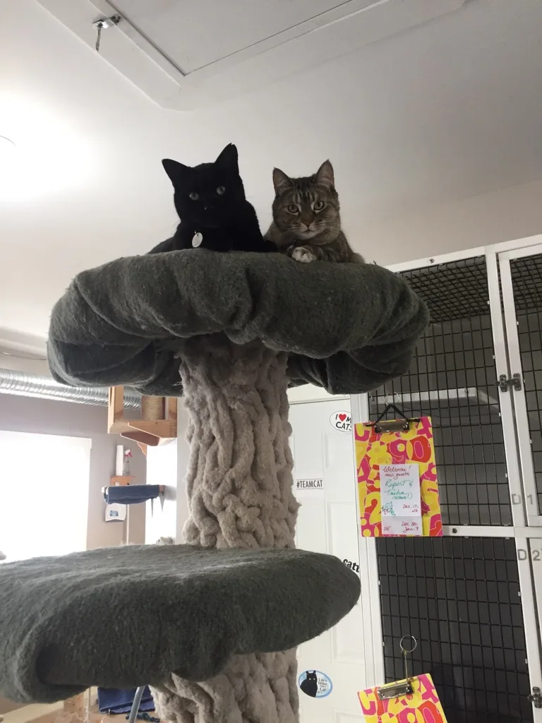 CatNaps Boarding Exclusively for Cats - Alberta pet otel görseli 6