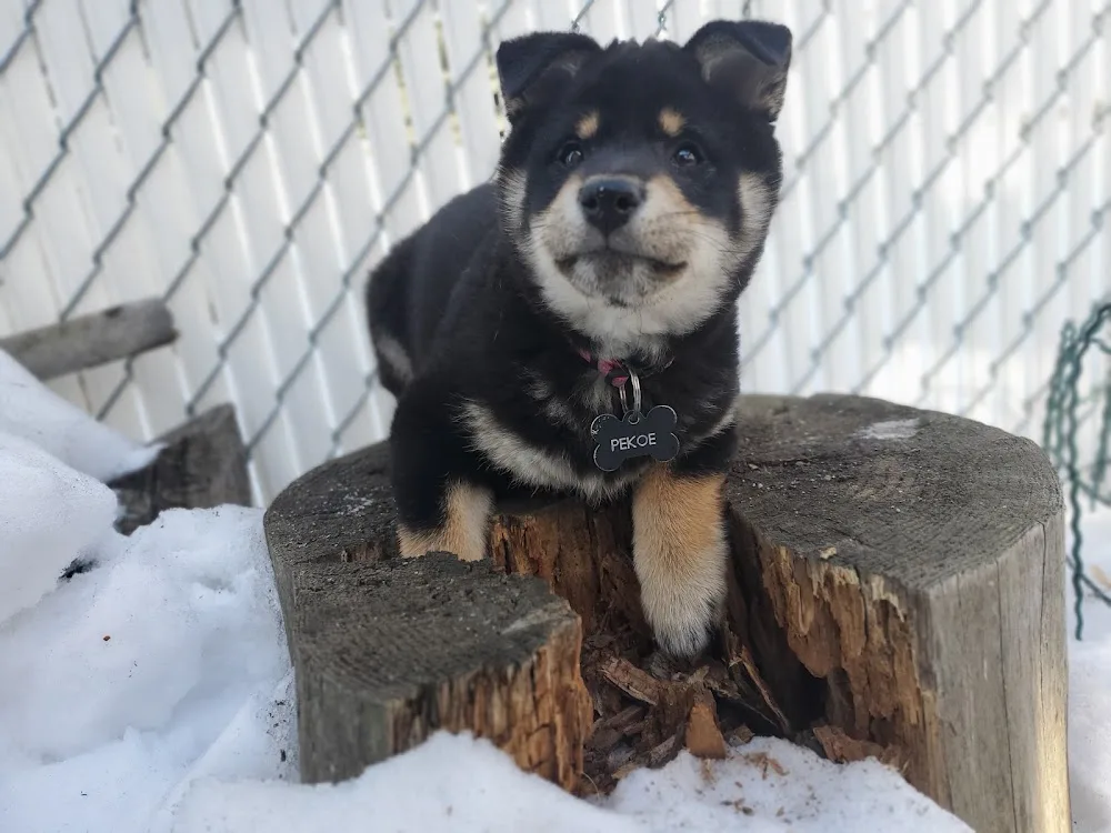 Cintara Kennels - Alberta pet otel görseli 3