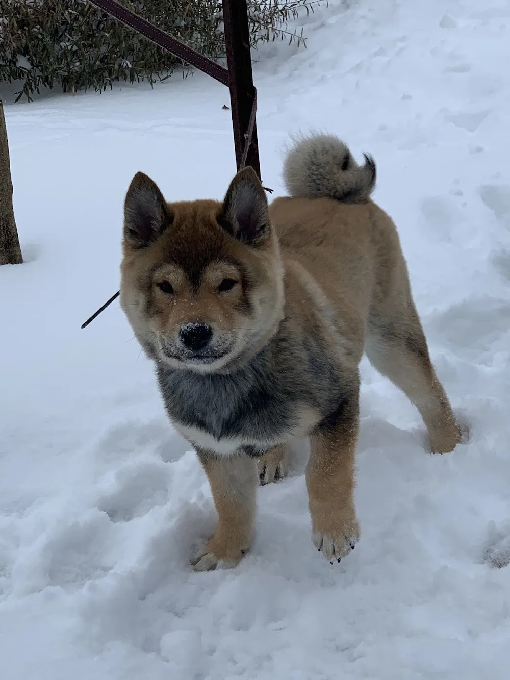 Cintara Kennels - Alberta pet otel görseli 6