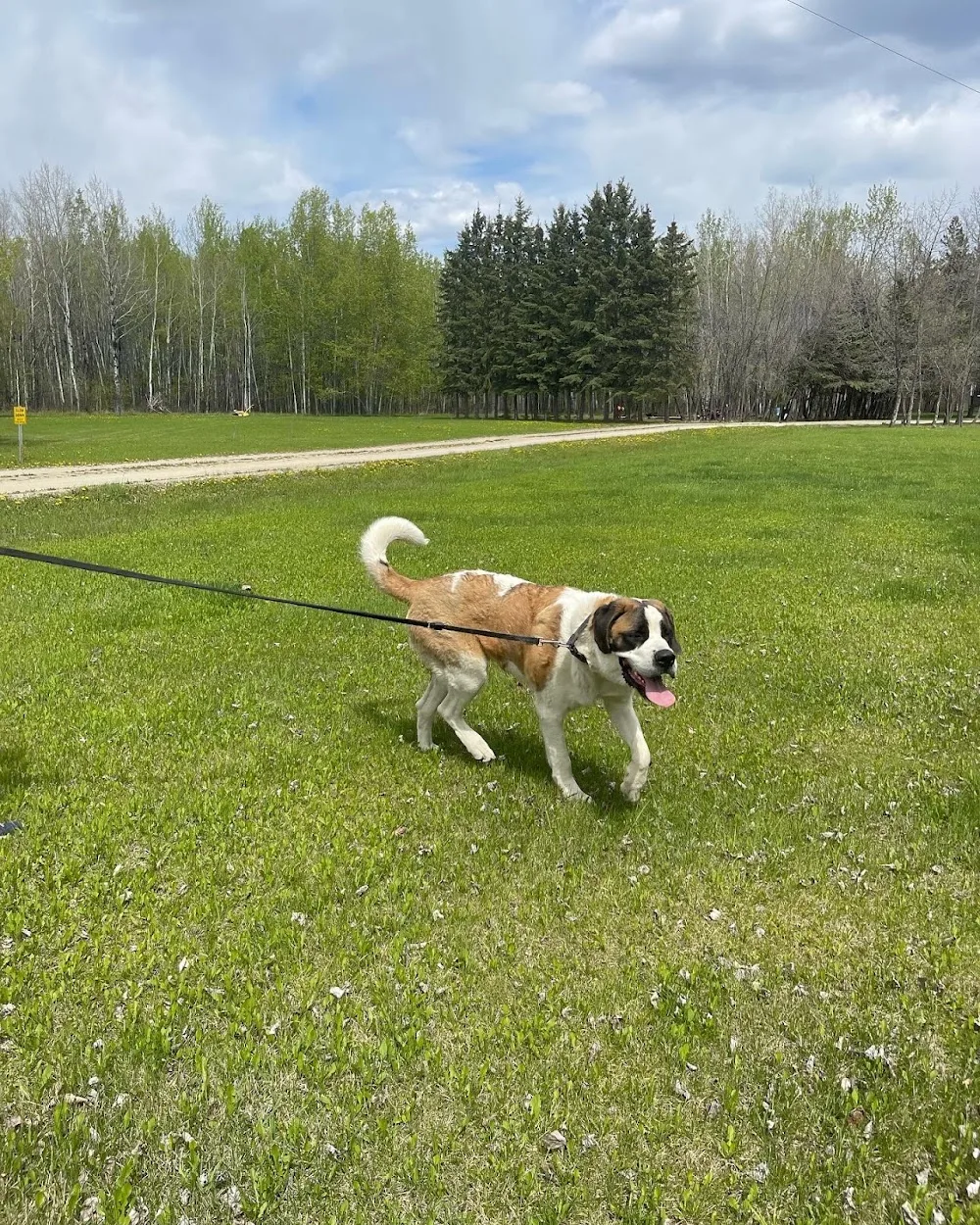 Country Haven Kennels - Alberta pet otel görseli 15