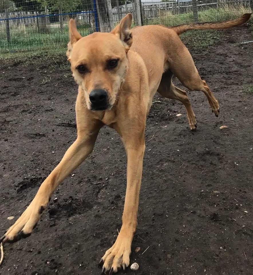 Country Tails Boarding Kennels - Alberta pet otel