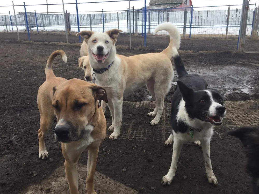 Country Tails Boarding Kennels - Alberta pet otel görseli 3
