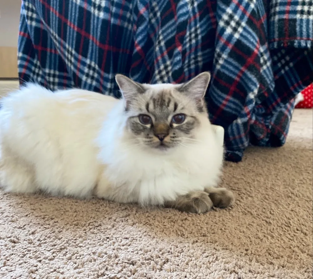 DATUOTUO Cattery - Alberta pet otel görseli 2