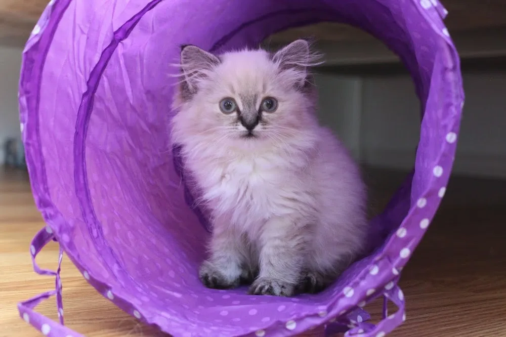 DATUOTUO Cattery - Alberta pet otel görseli 3