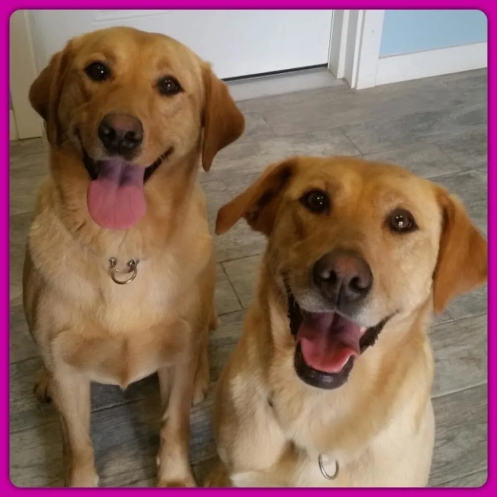 Dogwood Boarding Kennel - Alberta pet otel