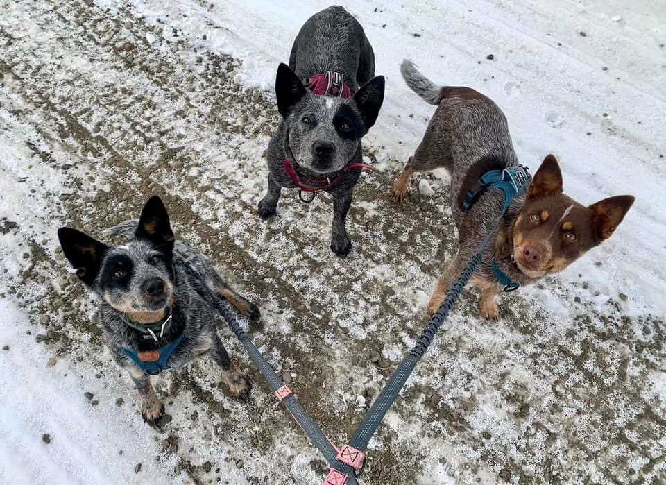 DustyTrailsDogBarn - Alberta pet otel görseli 2