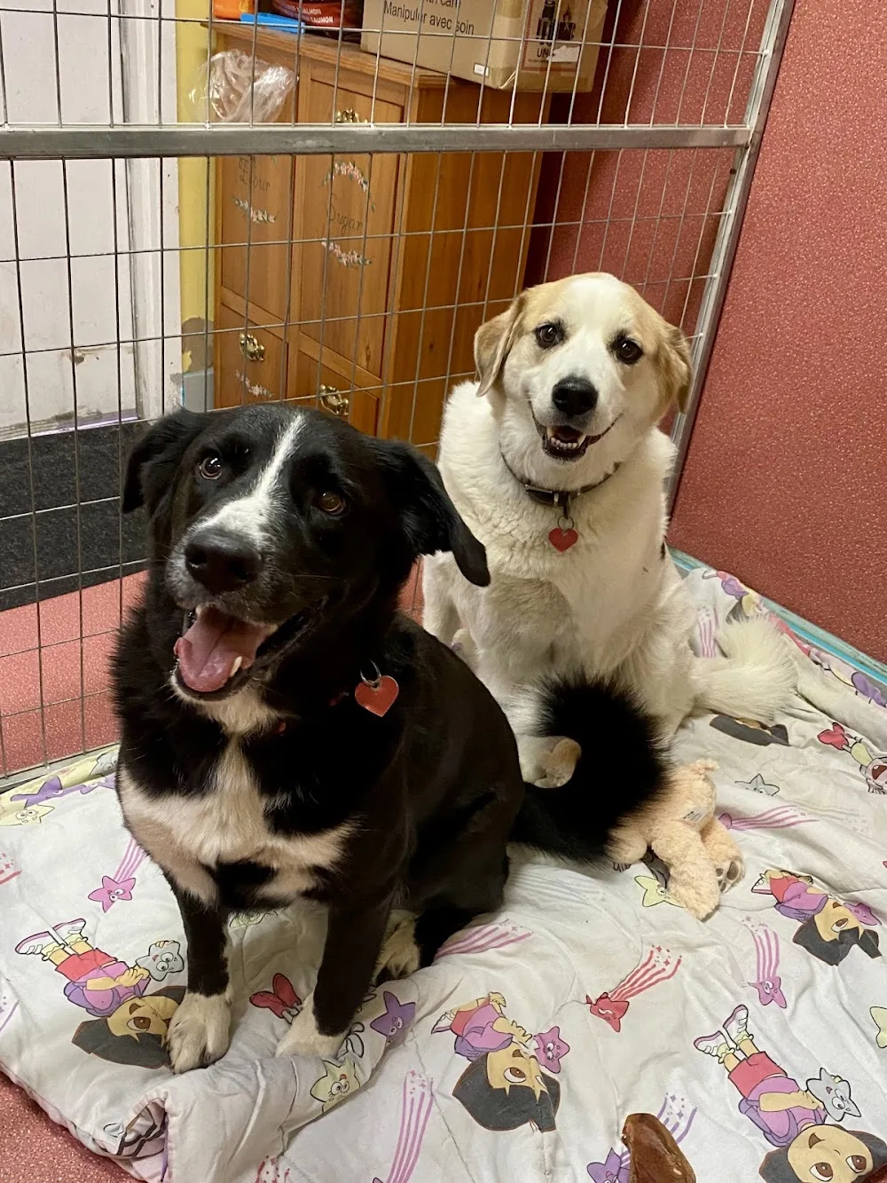 DustyTrailsDogBarn - Alberta pet otel görseli 3