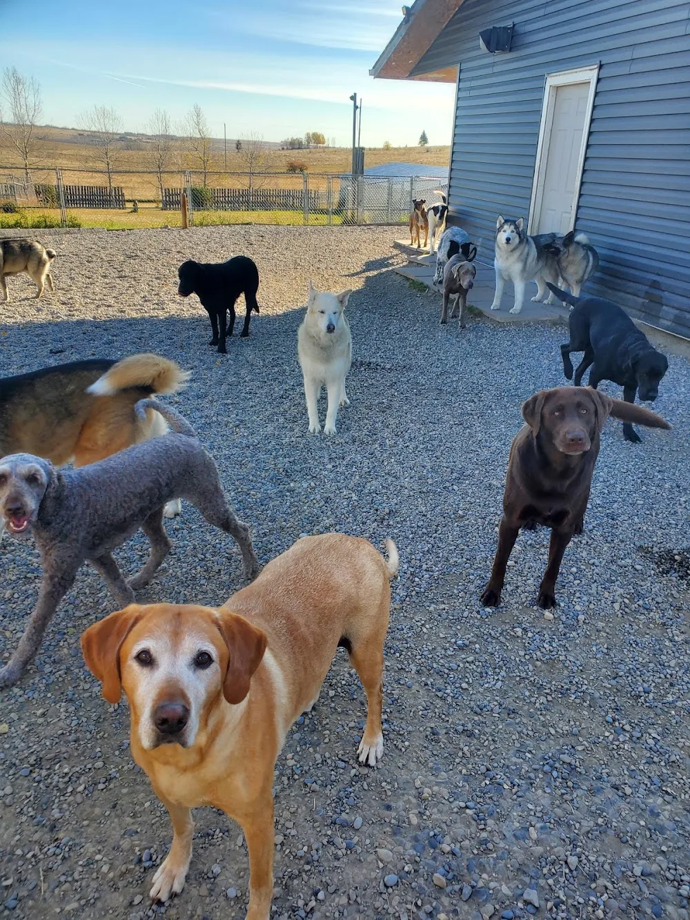 Gone Wild Kennels - Alberta pet otel
