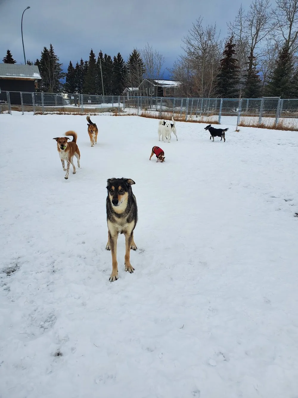 Gone Wild Kennels - Alberta pet otel görseli 3