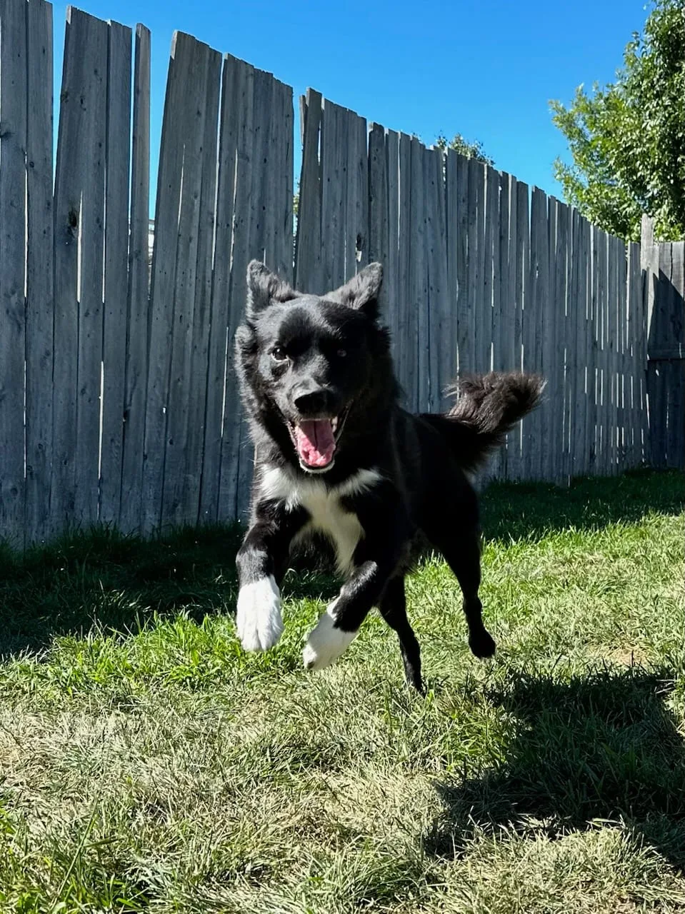 High Tails Pet Resort Inc. - Alberta pet otel görseli 2