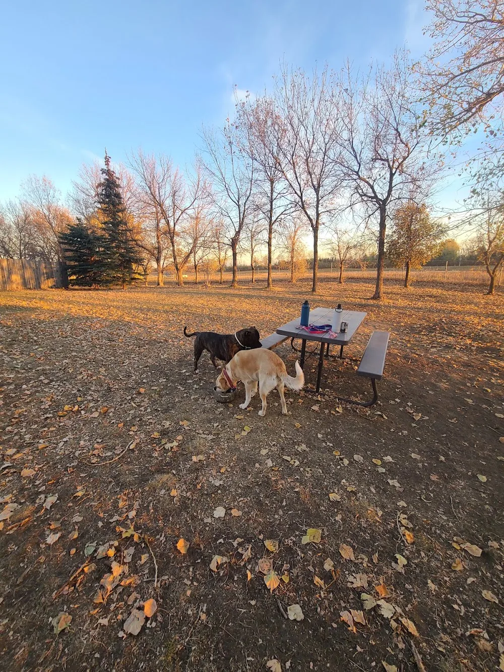 High Tails Pet Resort Inc. - Alberta pet otel görseli 7
