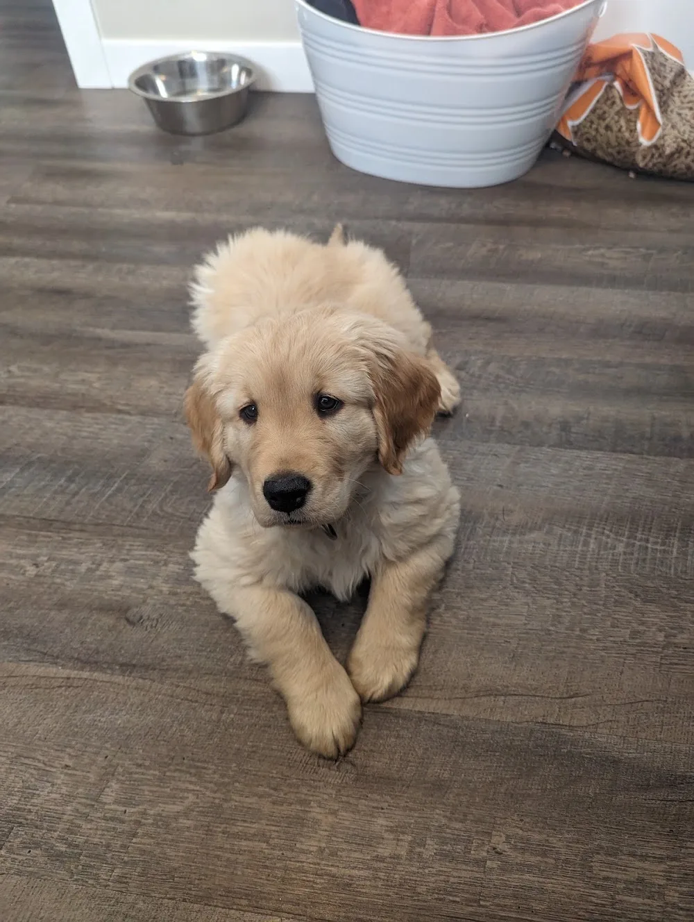 Idafab Kennel - A Dog Resort & Sports Camp & Golden Retriever Breeder - Alberta pet otel