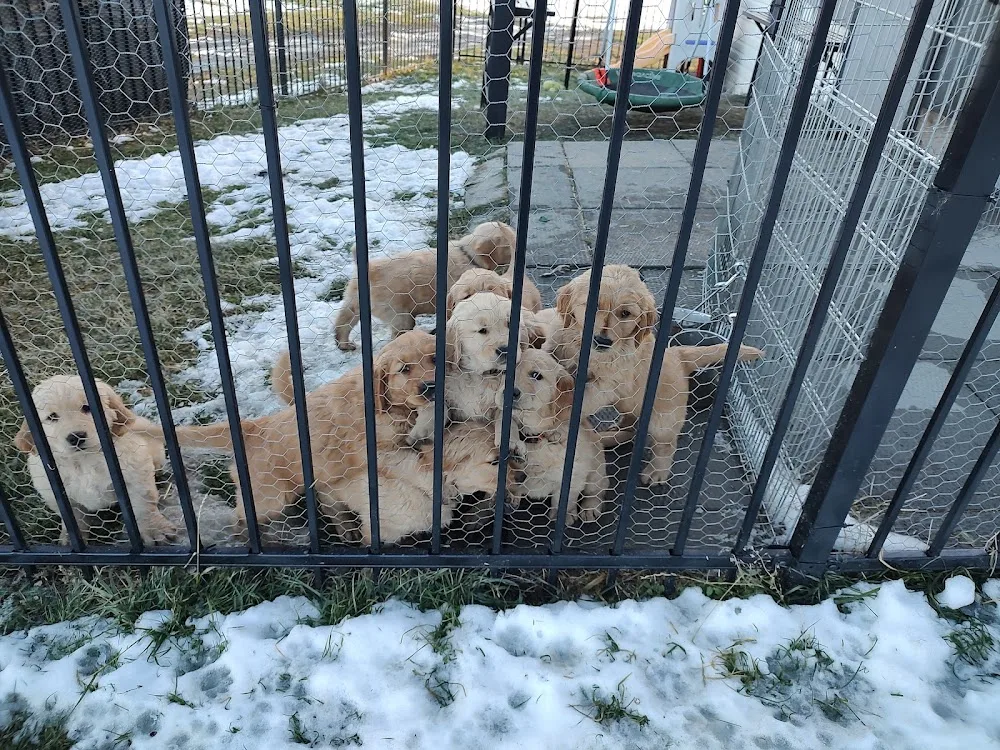Idafab Kennel - A Dog Resort & Sports Camp & Golden Retriever Breeder - Alberta pet otel görseli 3