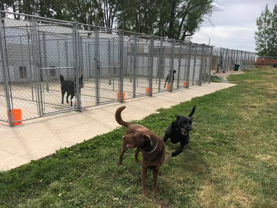 Kelly's Kountry Kennels - Alberta pet otel görseli 3