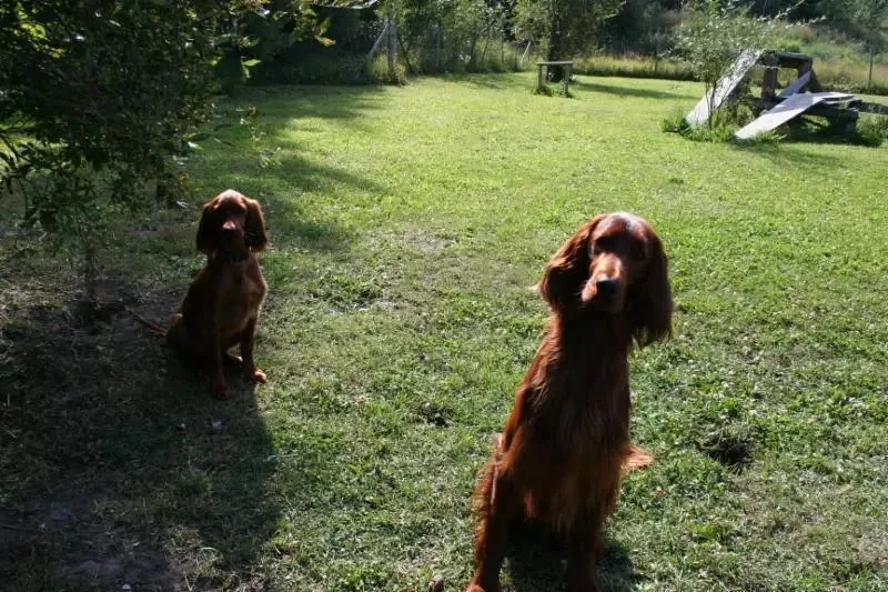 KeLore Kennels - Alberta pet otel görseli 3