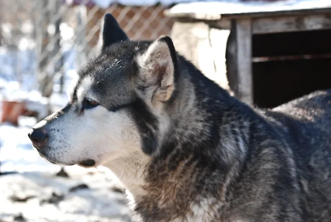 Kokamal Kennels - Alberta pet otel