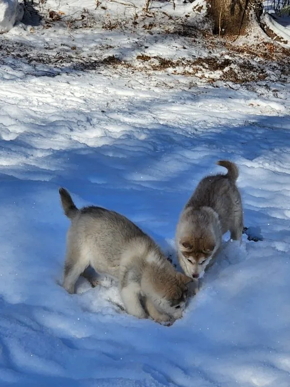 Kokamal Kennels - Alberta pet otel görseli 3