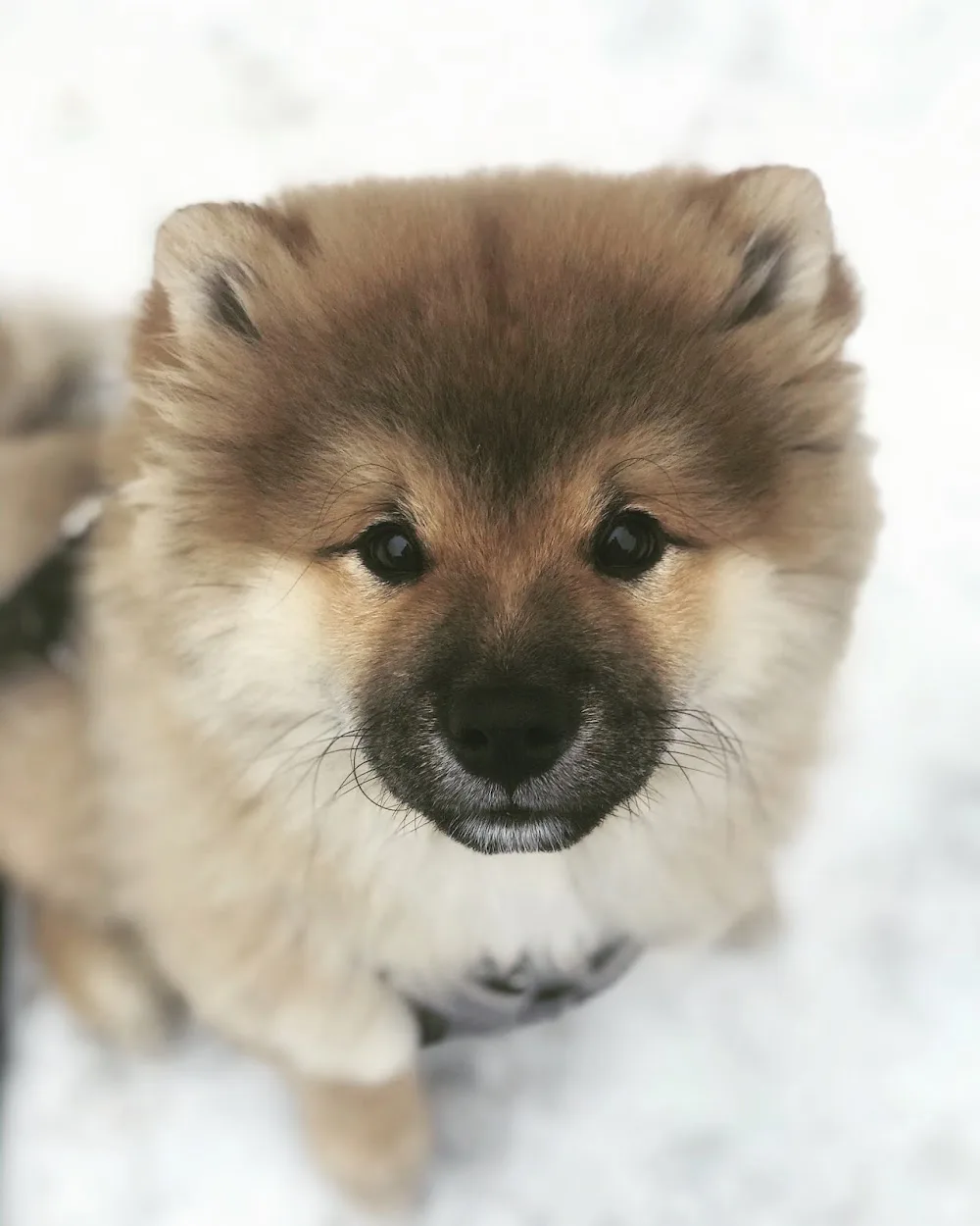 Koyote kennels - Alberta pet otel görseli 3