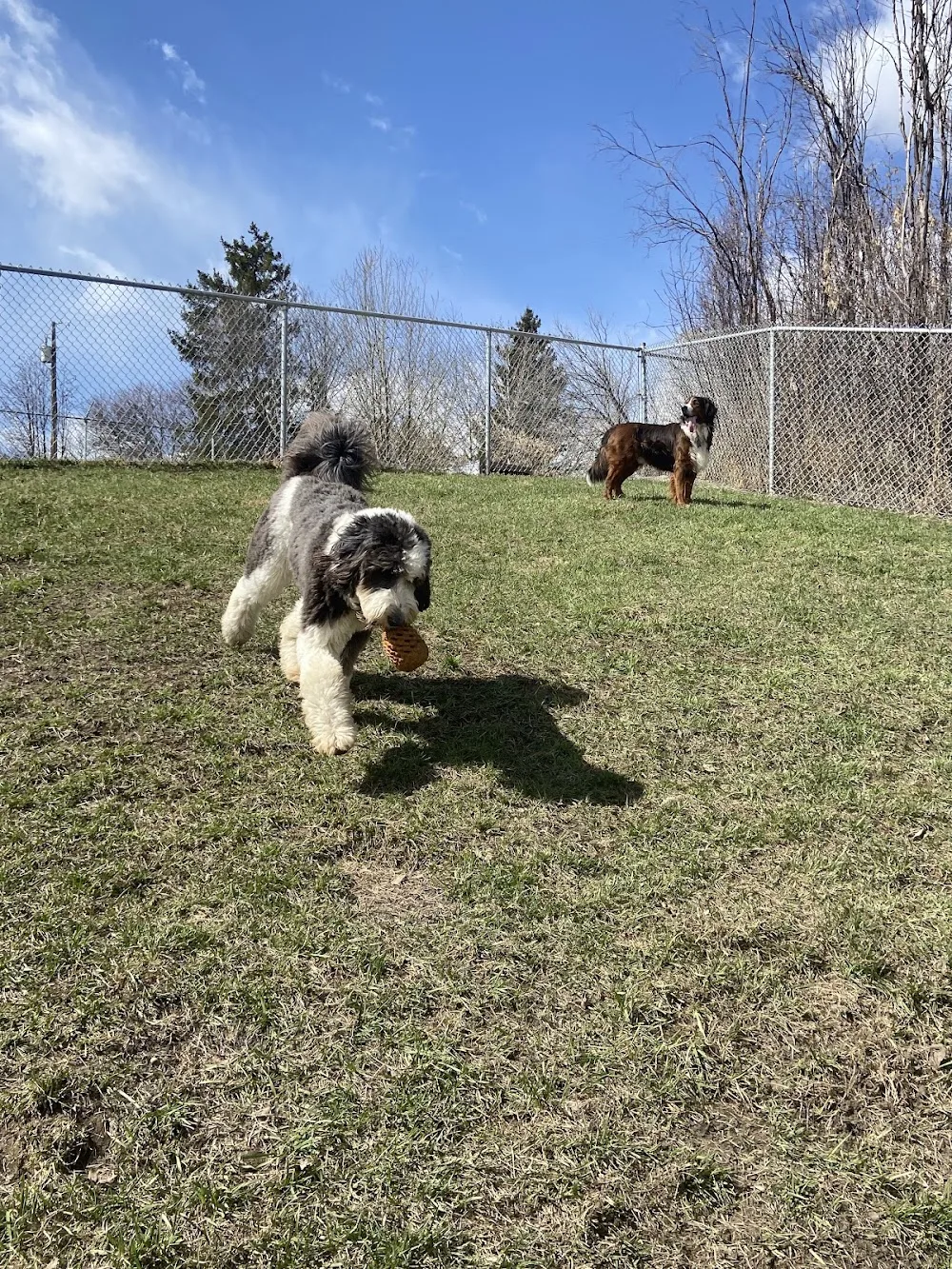Lakeview Family Kennels - Alberta pet otel görseli 3