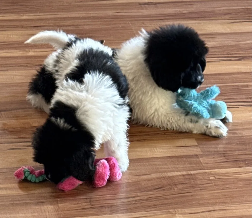 Longrange Kennels - Alberta pet otel