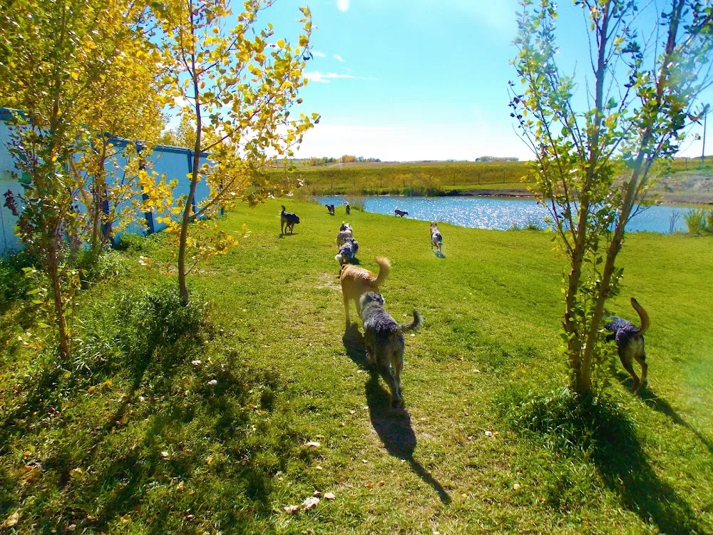 Paradise Kennels - Alberta pet otel