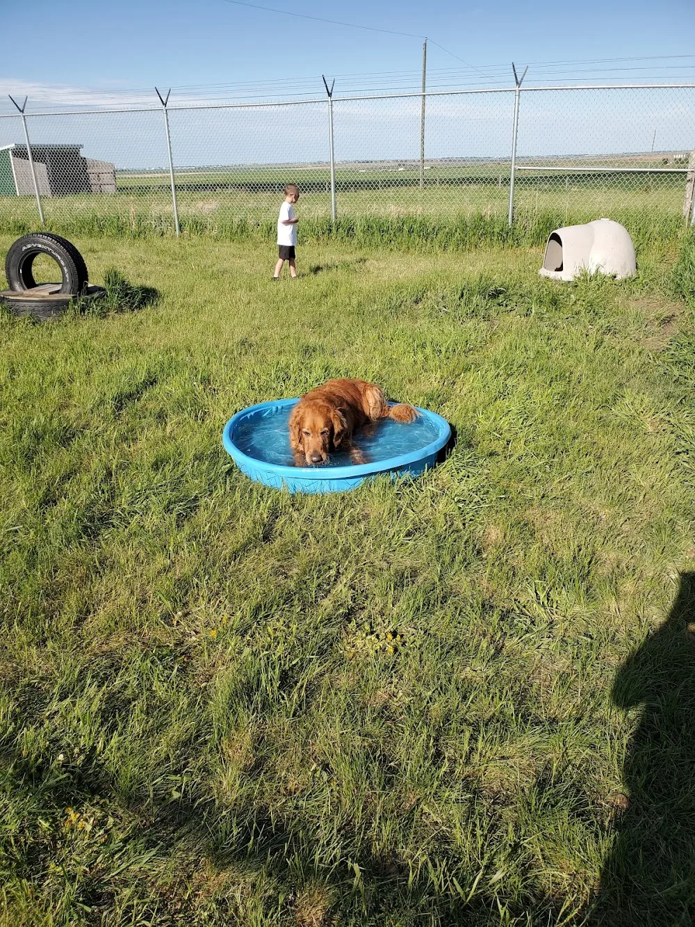 Paws and Claws Boarding Ltd. - Alberta pet otel görseli 7