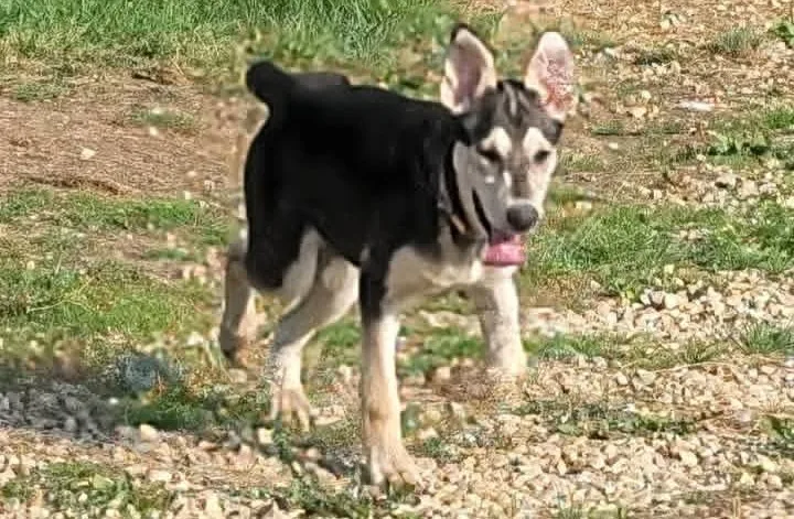 Robinsons wag and walks dog boarding kennel - Alberta pet otel görseli 3