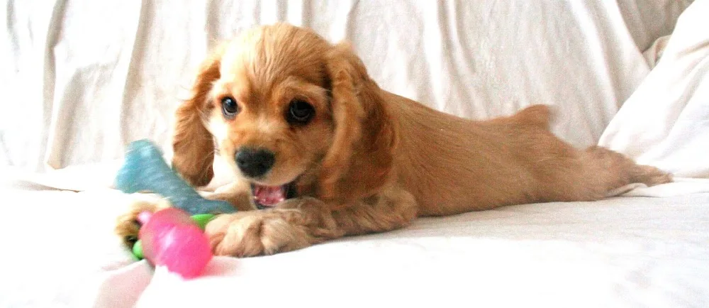 Silver Ridge Kennels - Alberta pet otel