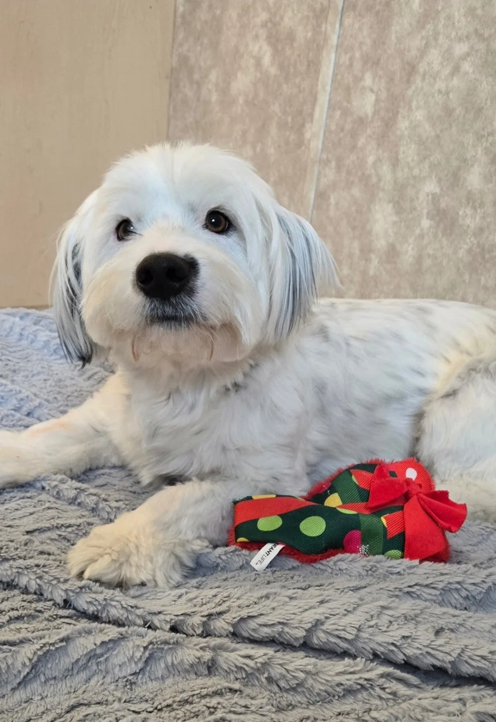The Canine Country Club - Alberta pet otel