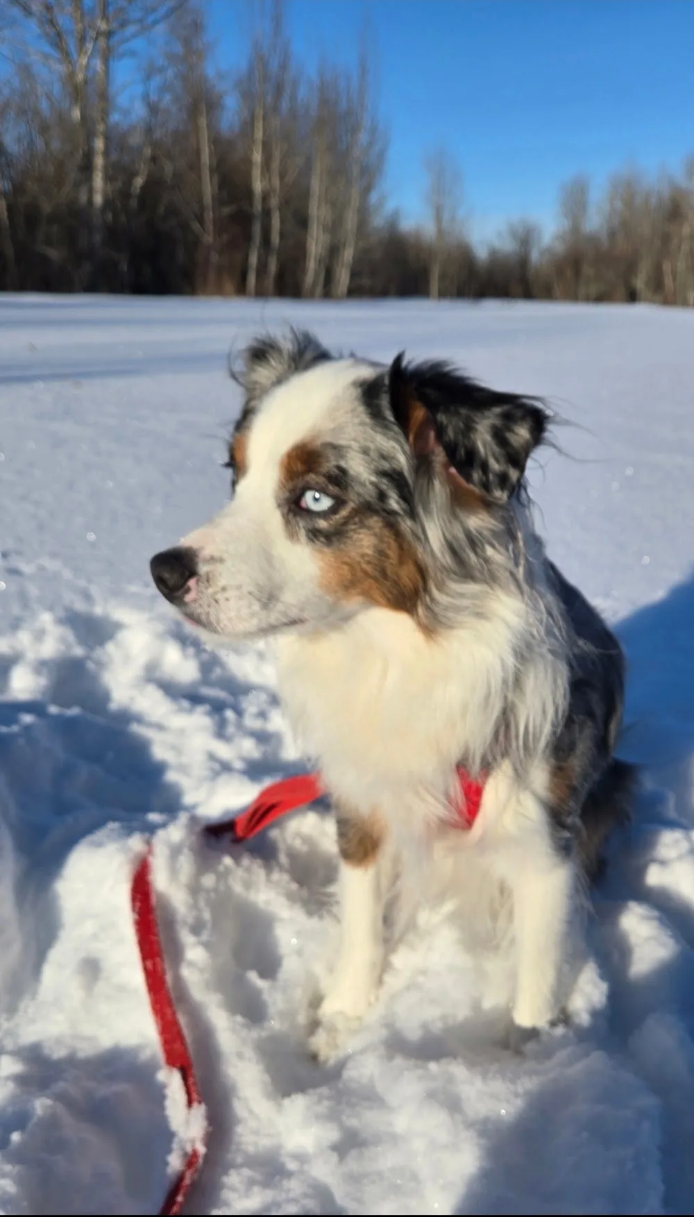 The Canine Country Club - Alberta pet otel görseli 3