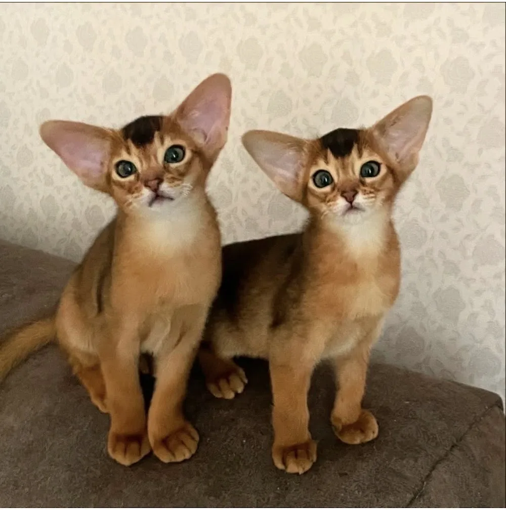 Tiny Paws Abyssinians - Alberta pet otel görseli 3