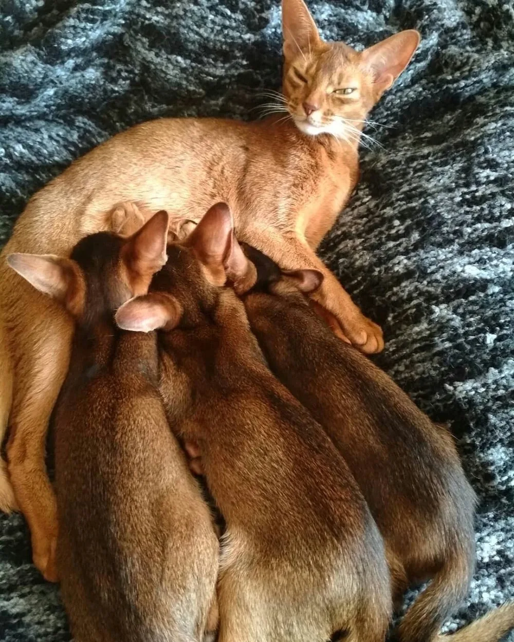 Tiny Paws Abyssinians - Alberta pet otel görseli 6