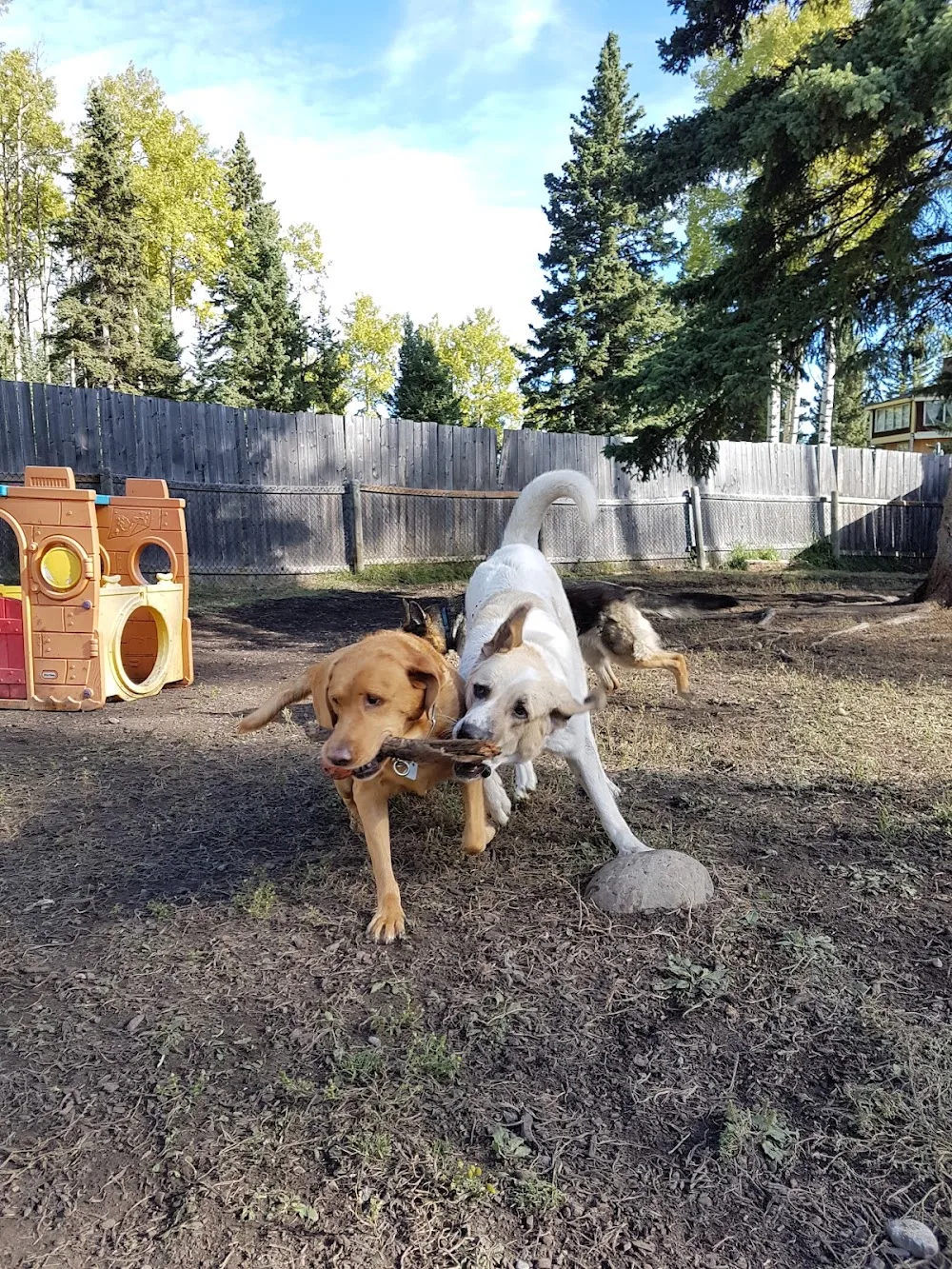 TreeTops Pet Resort - Alberta pet otel