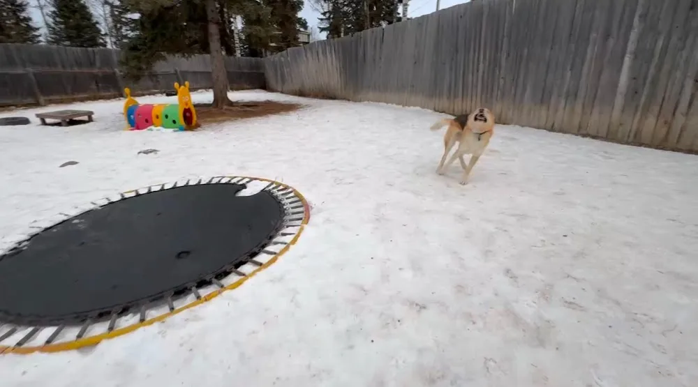 TreeTops Pet Resort - Alberta pet otel görseli 3