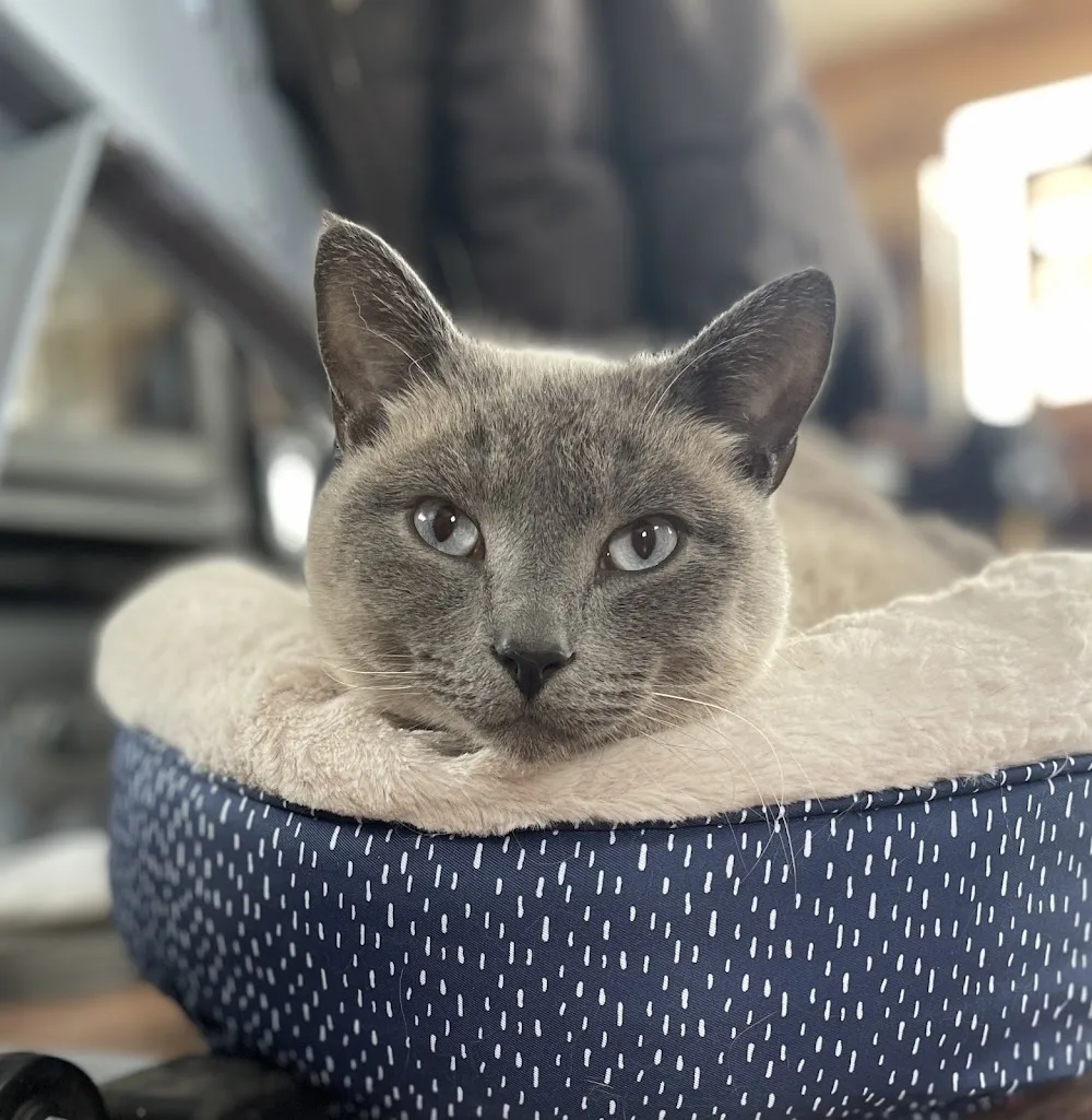 Vista Pet Lodge - Alberta pet otel görseli 3