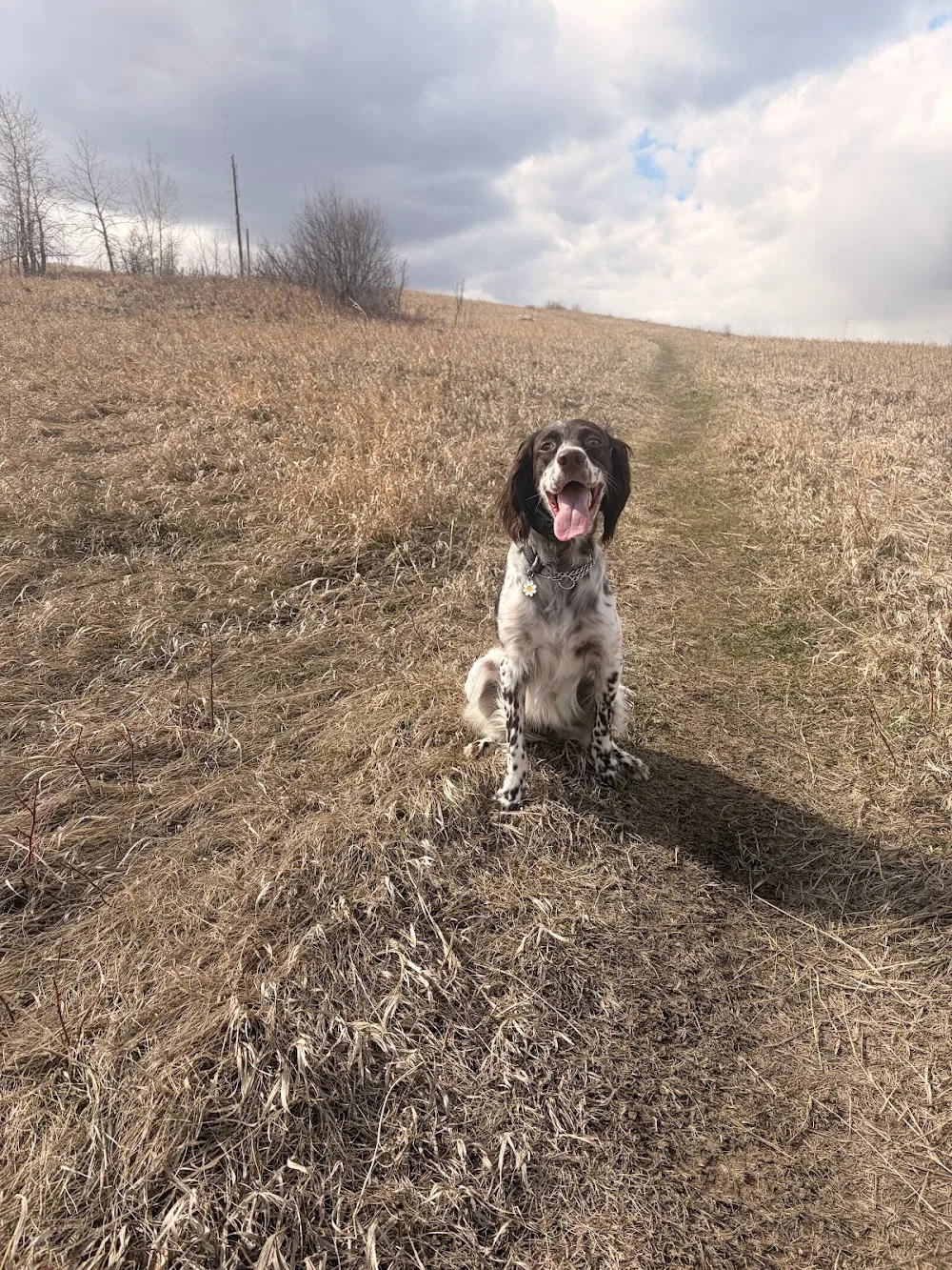 Westrock Kennels - Alberta pet otel görseli 3