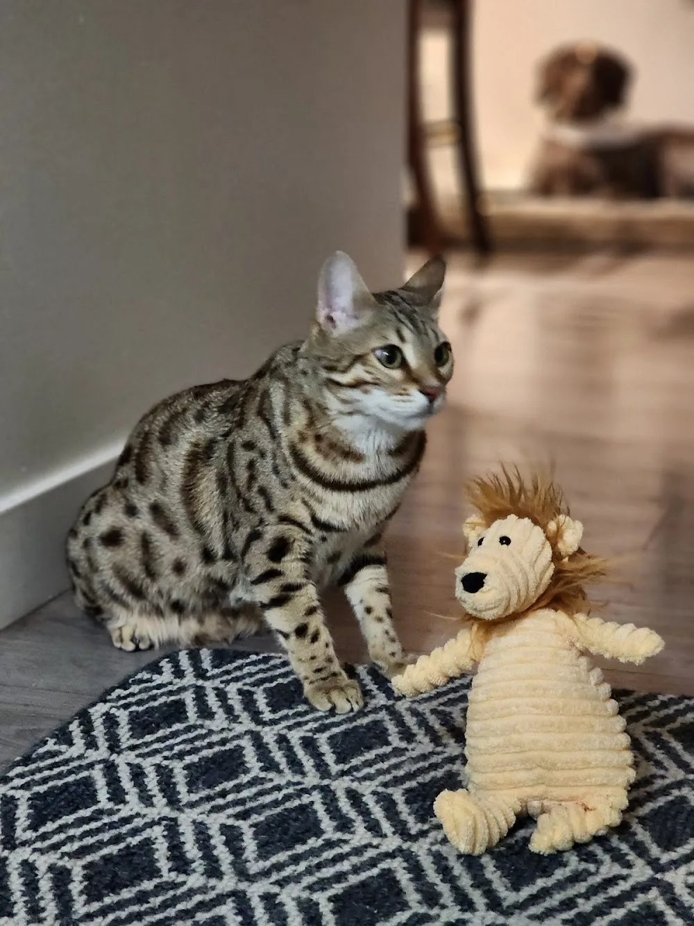 Wildrose Bengals - Alberta pet otel görseli 3