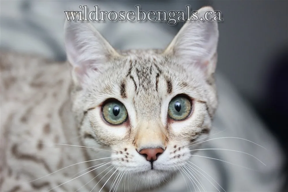 Wildrose Bengals - Alberta pet otel görseli 6