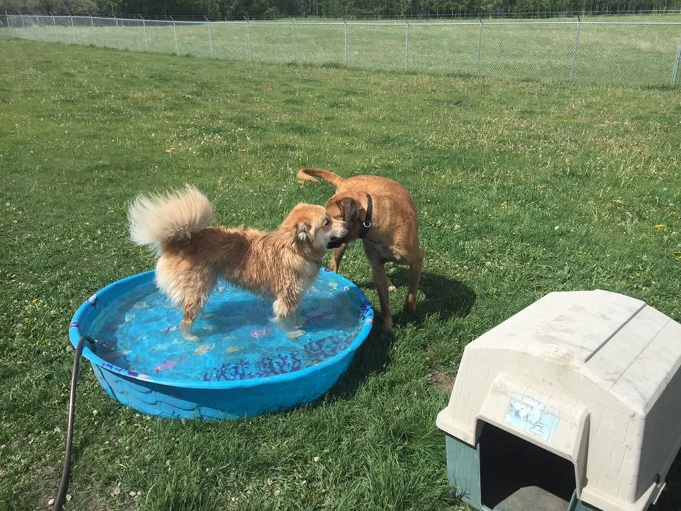 Wolfies Pet Resort - Alberta pet otel görseli 3