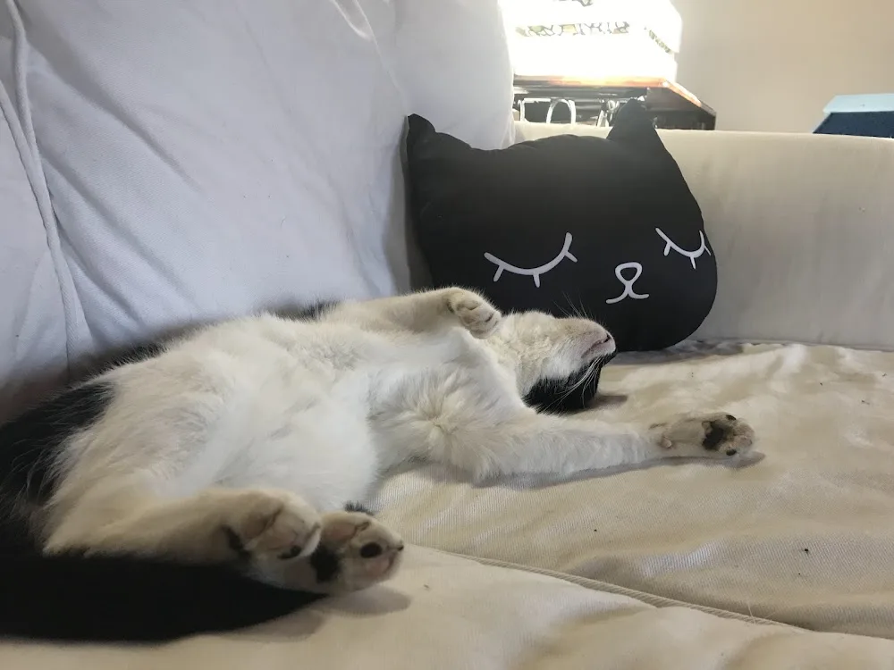 AlberGatto - Alessandria pet otel görseli 3