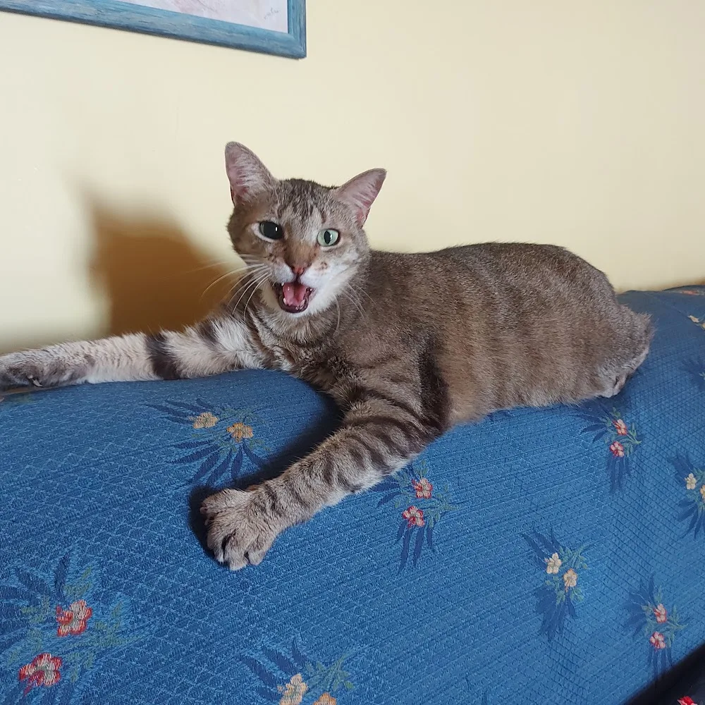 AlberGatto - Alessandria pet otel görseli 5